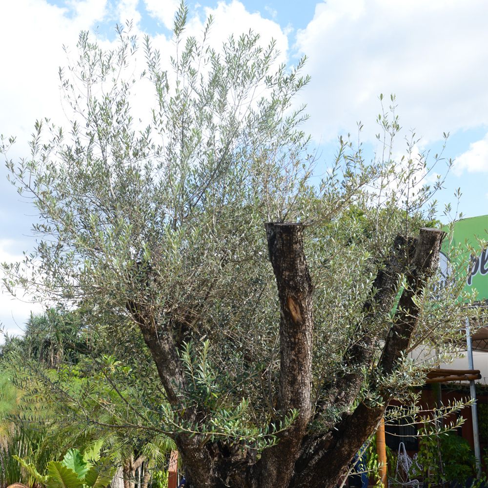 Oliveira ornamental em jardim paisagístico