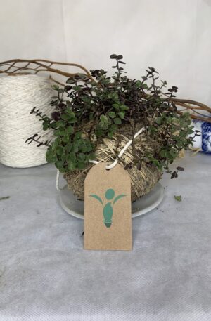 Kokedama Dinheiro em Penca