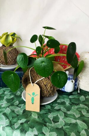 Kokedama Piléa
