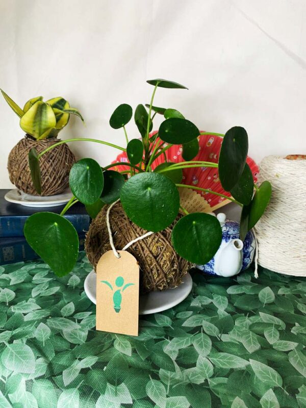 Kokedama Piléa