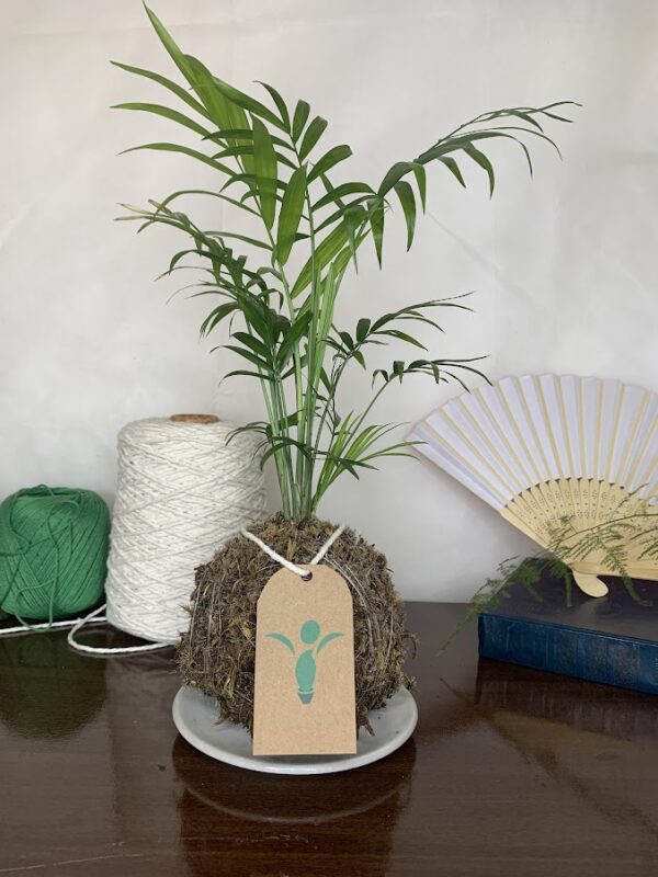 Kokedama Baby Chamaedoria (Coqueirinho) - Image 2