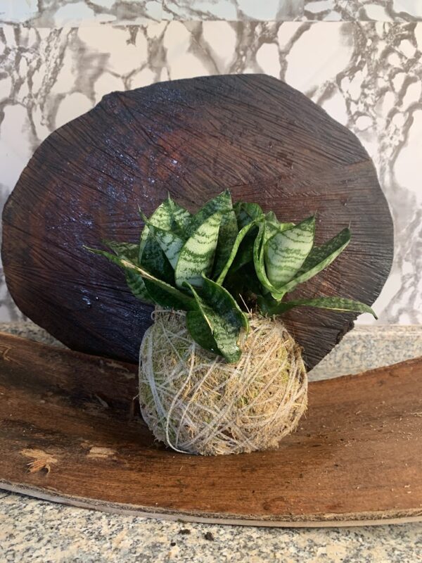 Kokedama Baby Espada de São Jorge - Image 2