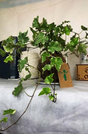 Kokedama Baby Hera