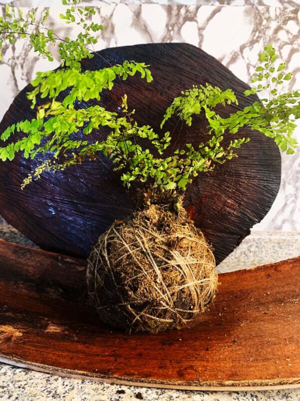 Kokedama Avenca - Image 2