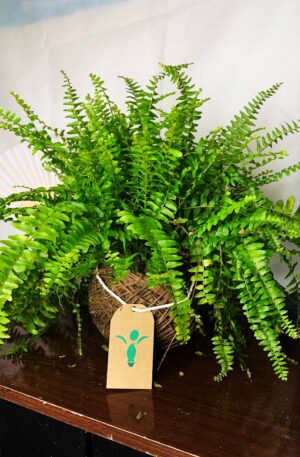 Kokedama Baby Samambaia