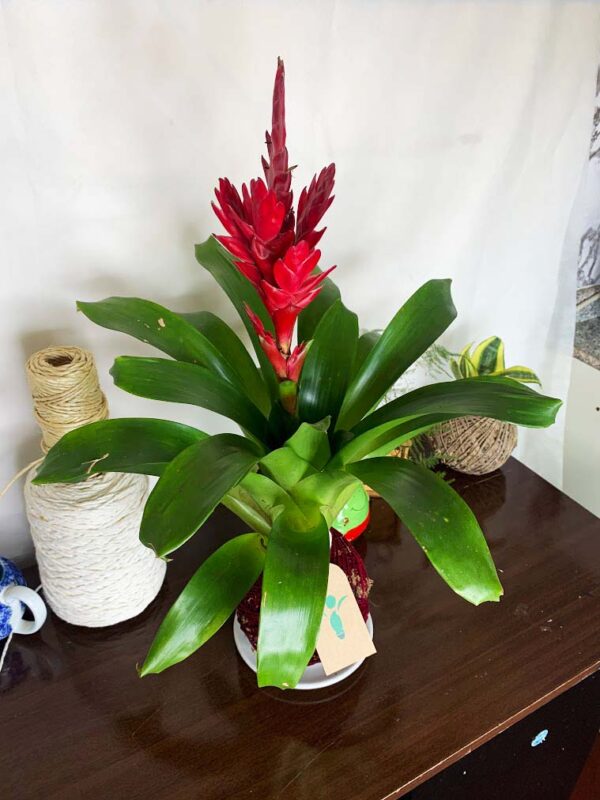 Kokedama Bromélia - Imagem 2