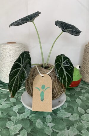 Kokedama Alocácia Black Velvet
