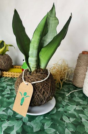 Kokedama Espada Moonshine