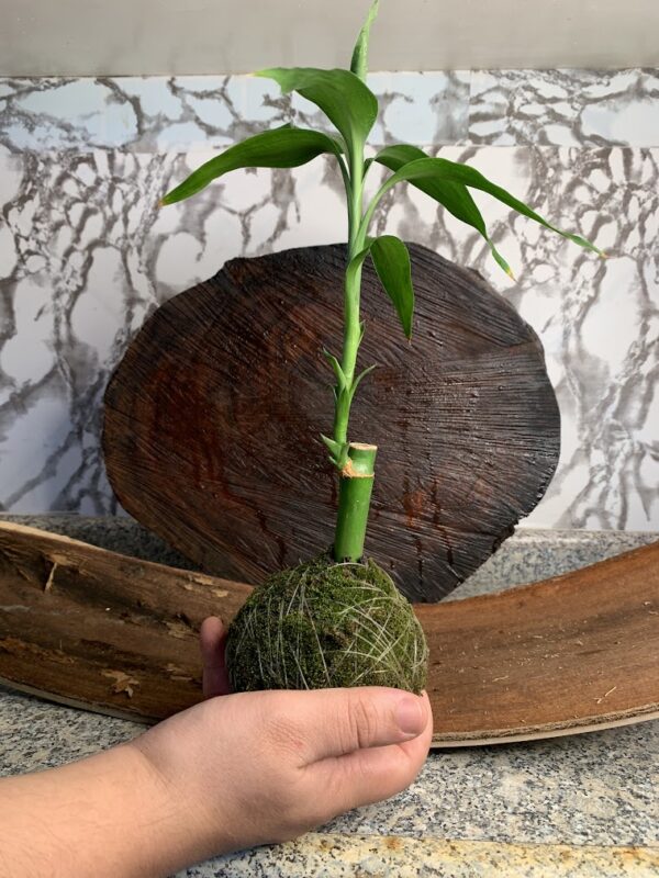 Kokedama Bambu da Sorte - Imagem 3