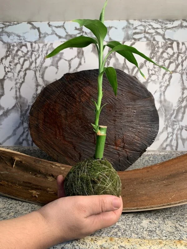 Kokedama Bambu da Sorte - Image 3