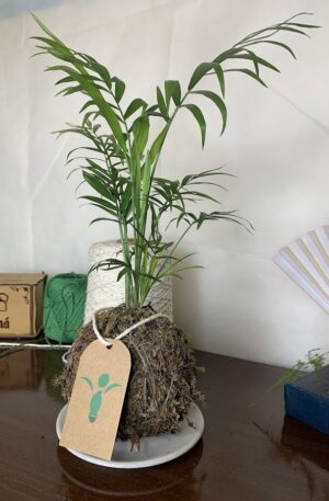Kokedama Baby Chamaedoria (Coqueirinho)