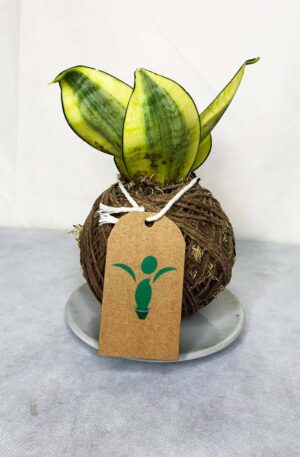Kokedama Baby Espada de Santa Bárbara