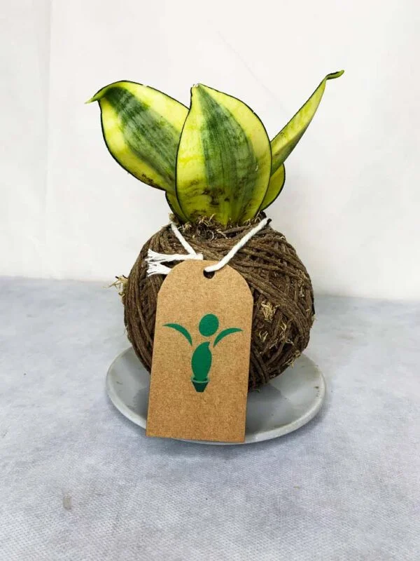 Kokedama Baby Espada de Santa Bárbara