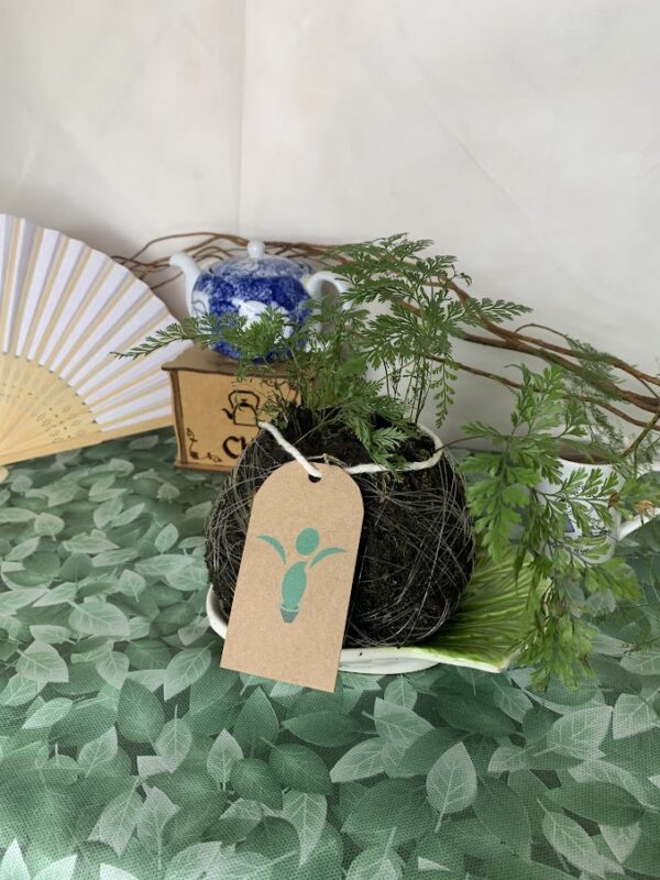 Kokedama Baby Renda - Imagem 3