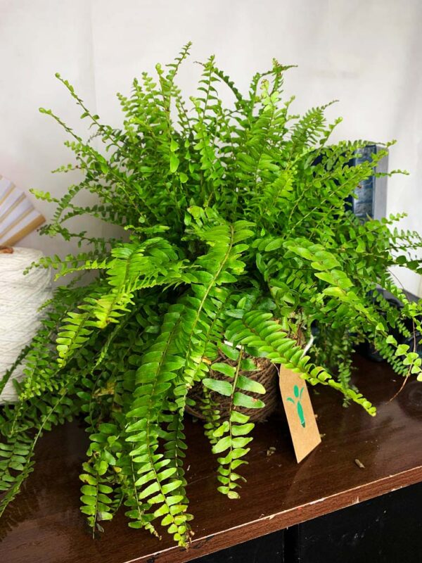 Kokedama Baby Samambaia - Imagem 3