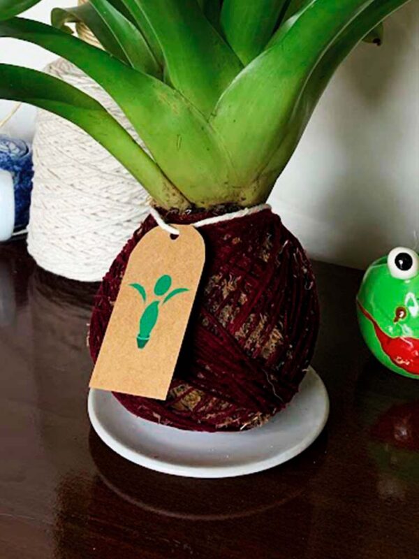 Kokedama Bromélia - Imagem 3