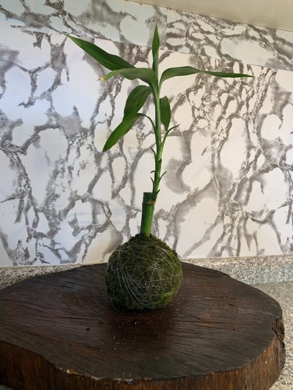Kokedama Bambu da Sorte - Imagem 4