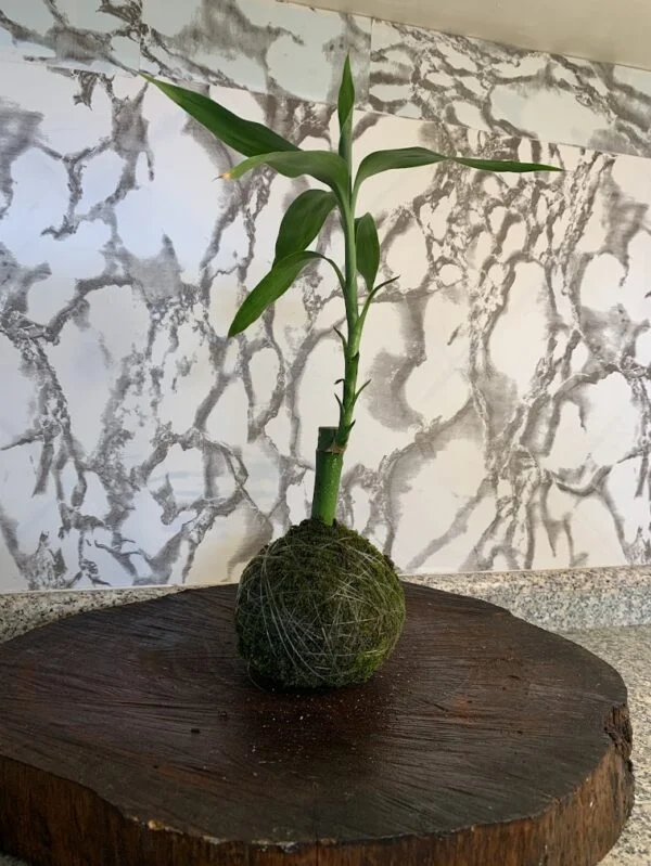 Kokedama Bambu da Sorte - Image 4