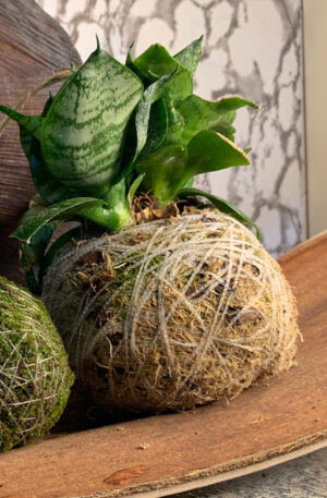 Kokedama Baby Espada de São Jorge