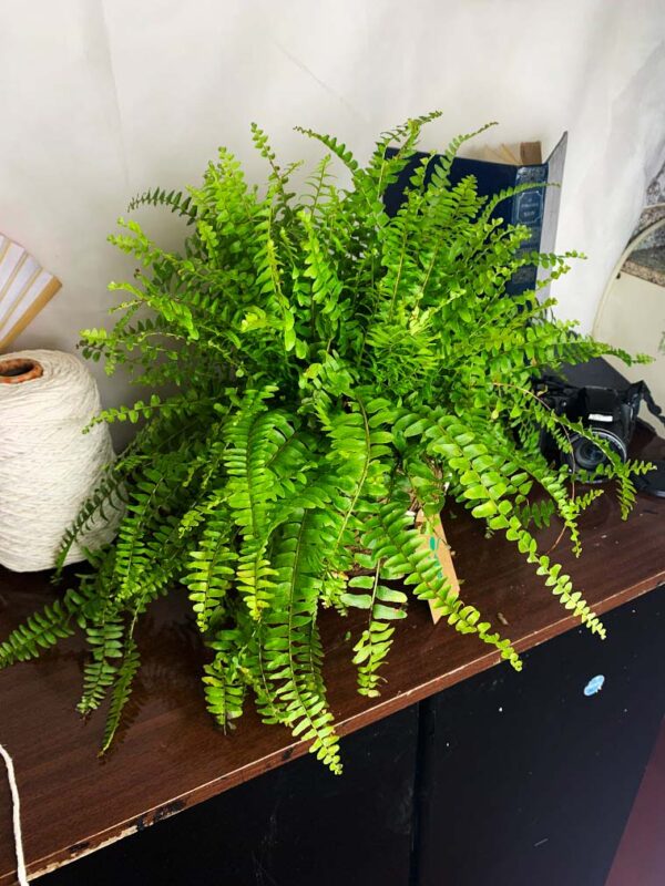 Kokedama Baby Samambaia - Imagem 4