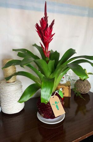 Kokedama Bromélia