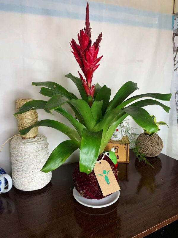 Kokedama Bromélia