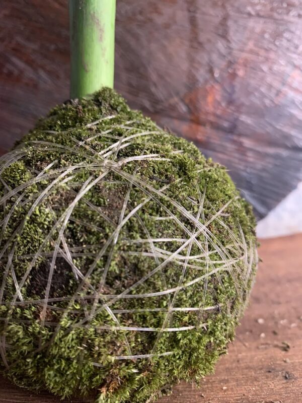 Kokedama Bambu da Sorte - Imagem 5