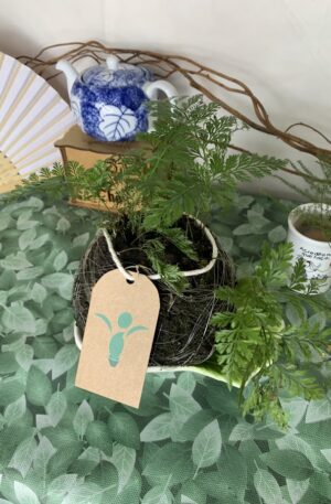 Kokedama Baby Renda