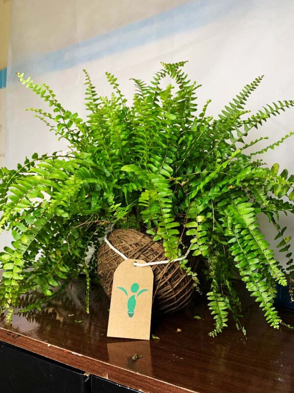Kokedama Baby Samambaia - Imagem 5