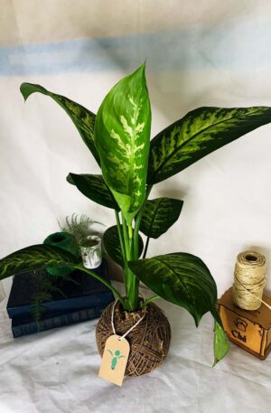 Kokedama Comigo Ninguém Pode