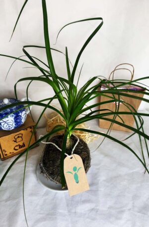 Kokedama Baby Pata de Elefante