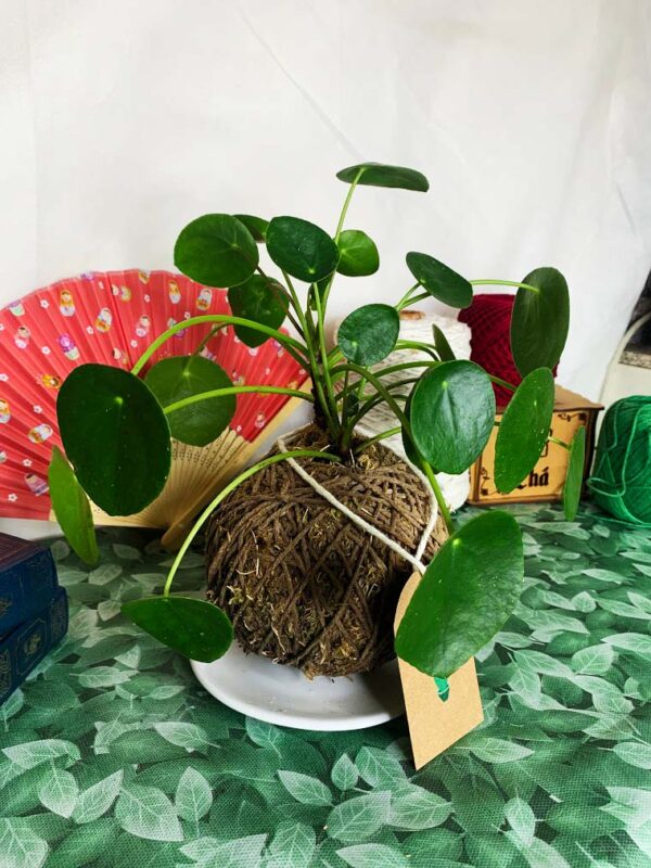 Kokedama Piléa - Image 6