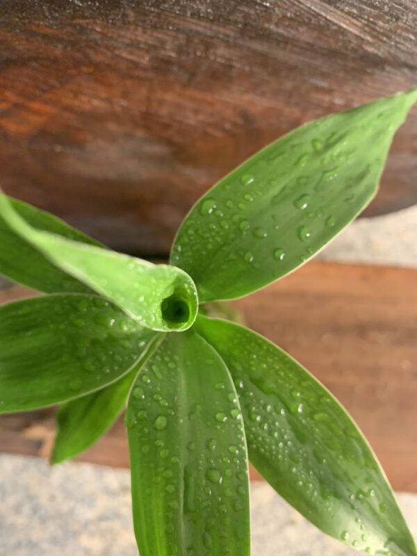 Kokedama Bambu da Sorte - Imagem 6