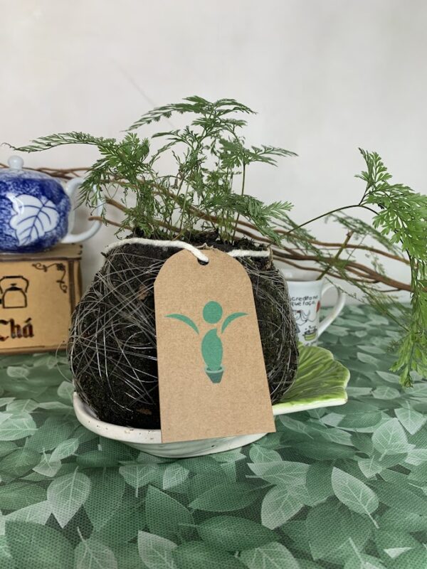 Kokedama Baby Renda - Imagem 6