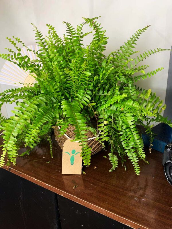 Kokedama Baby Samambaia - Imagem 6