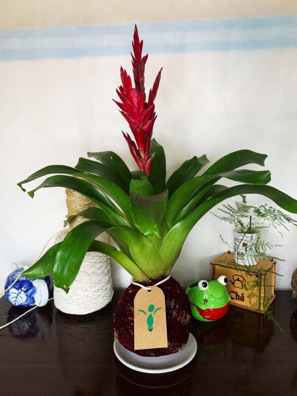 Kokedama Bromélia - Imagem 6