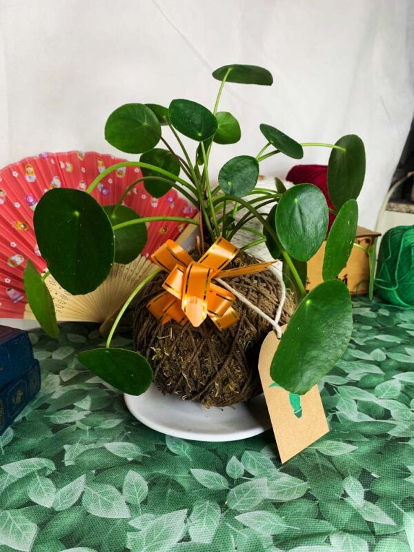 Kokedama Piléa - Image 7