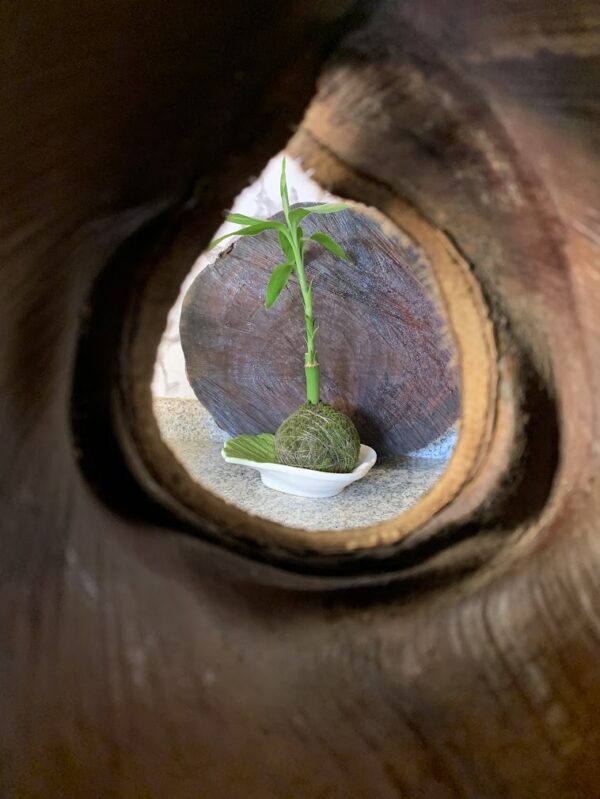 Kokedama Bambu da Sorte - Imagem 7