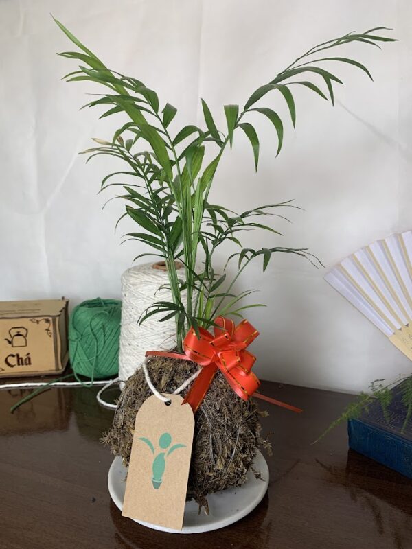 Kokedama Baby Chamaedoria (Coqueirinho) - Image 7