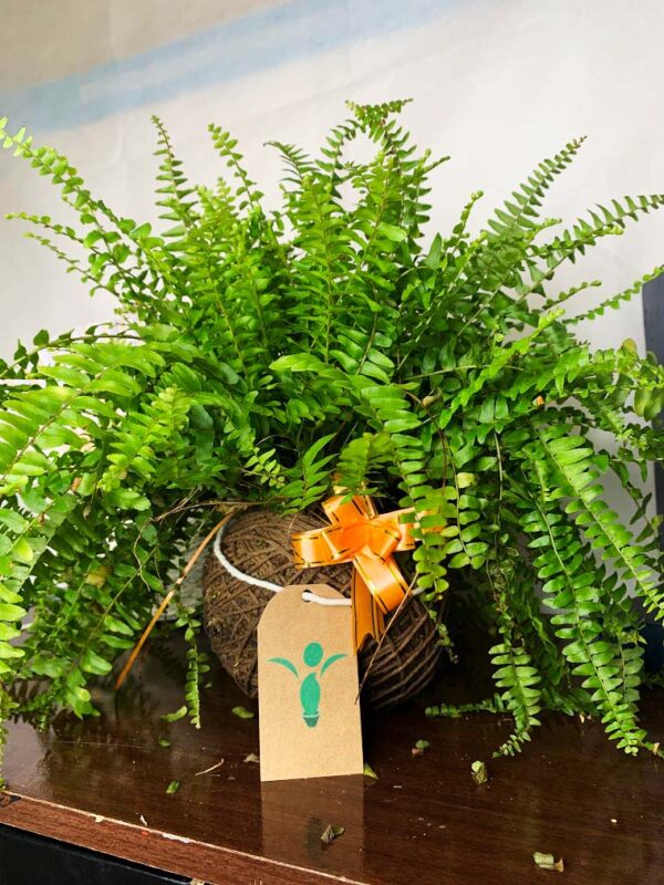 Kokedama Baby Samambaia - Imagem 7