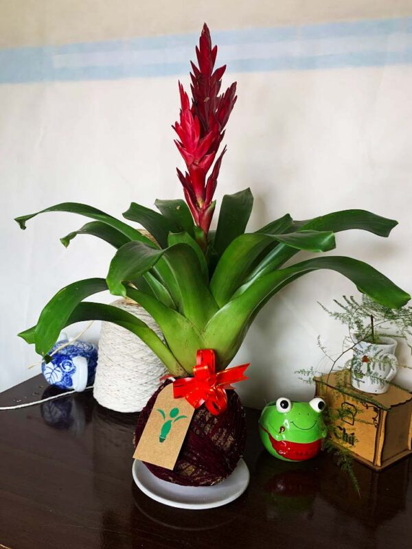 Kokedama Bromélia - Imagem 7