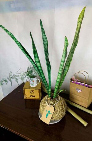 Kokedama Espada de São Jorge
