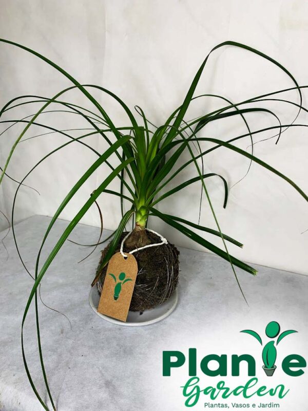 Kokedama Baby Pata de Elefante - Image 8