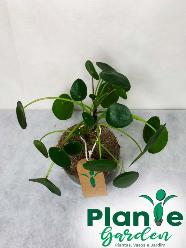 Kokedama Piléa - Image 8