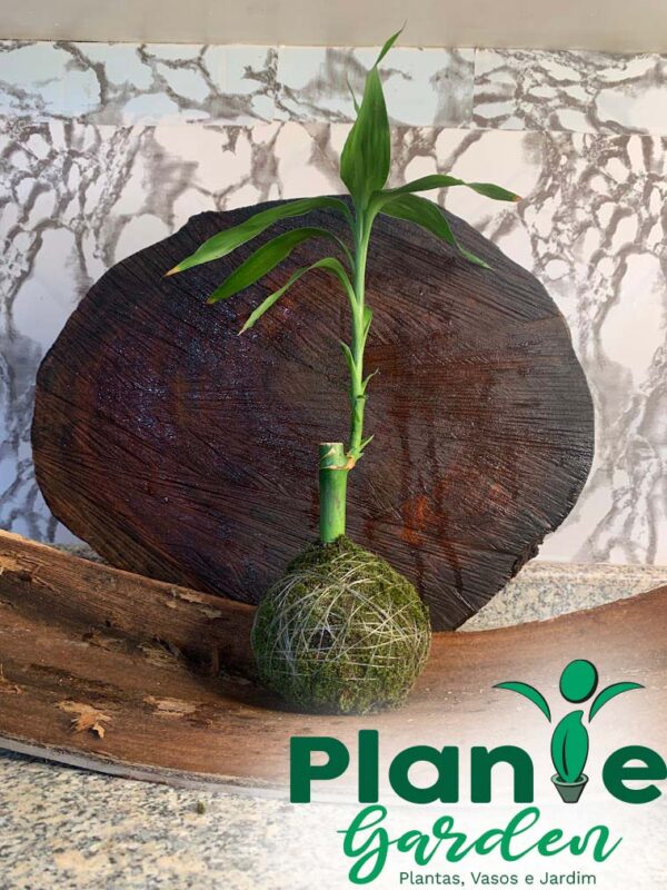Kokedama Bambu da Sorte - Imagem 8