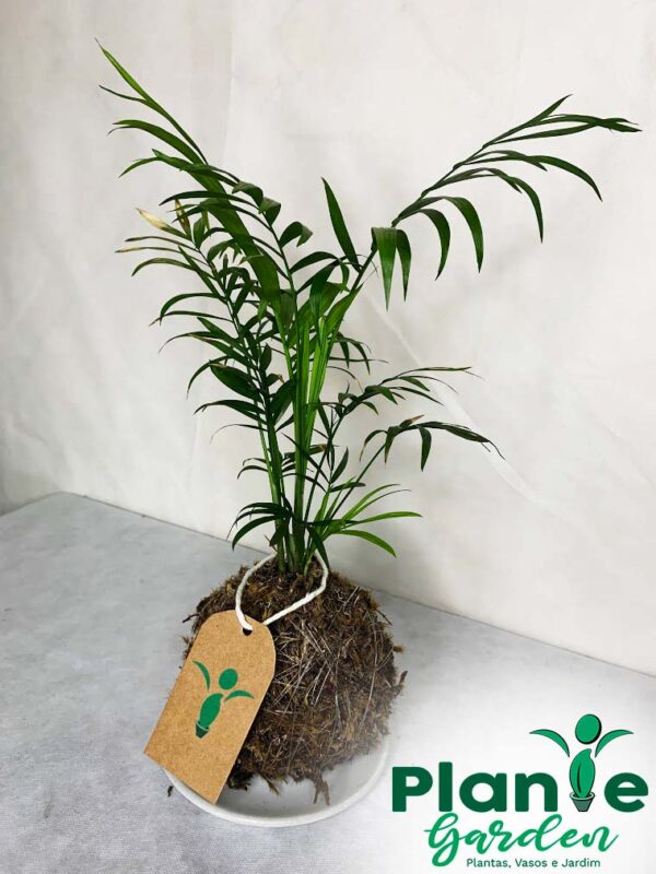 Kokedama Baby Chamaedoria (Coqueirinho) - Image 8