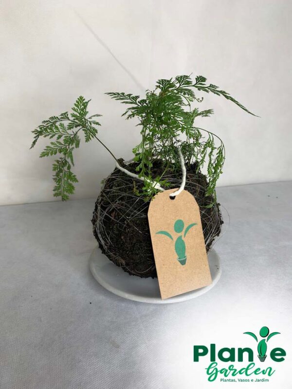 Kokedama Baby Renda - Imagem 8