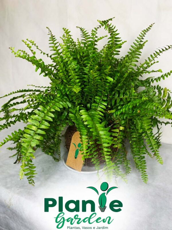 Kokedama Baby Samambaia - Imagem 8
