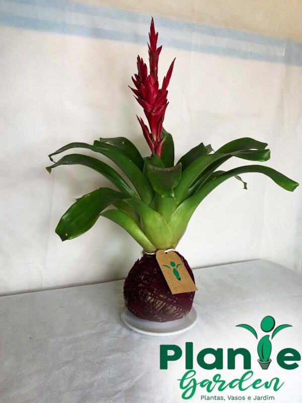 Kokedama Bromélia - Imagem 8