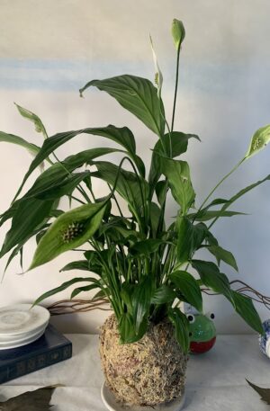 Kokedama Baby Lírio da Paz